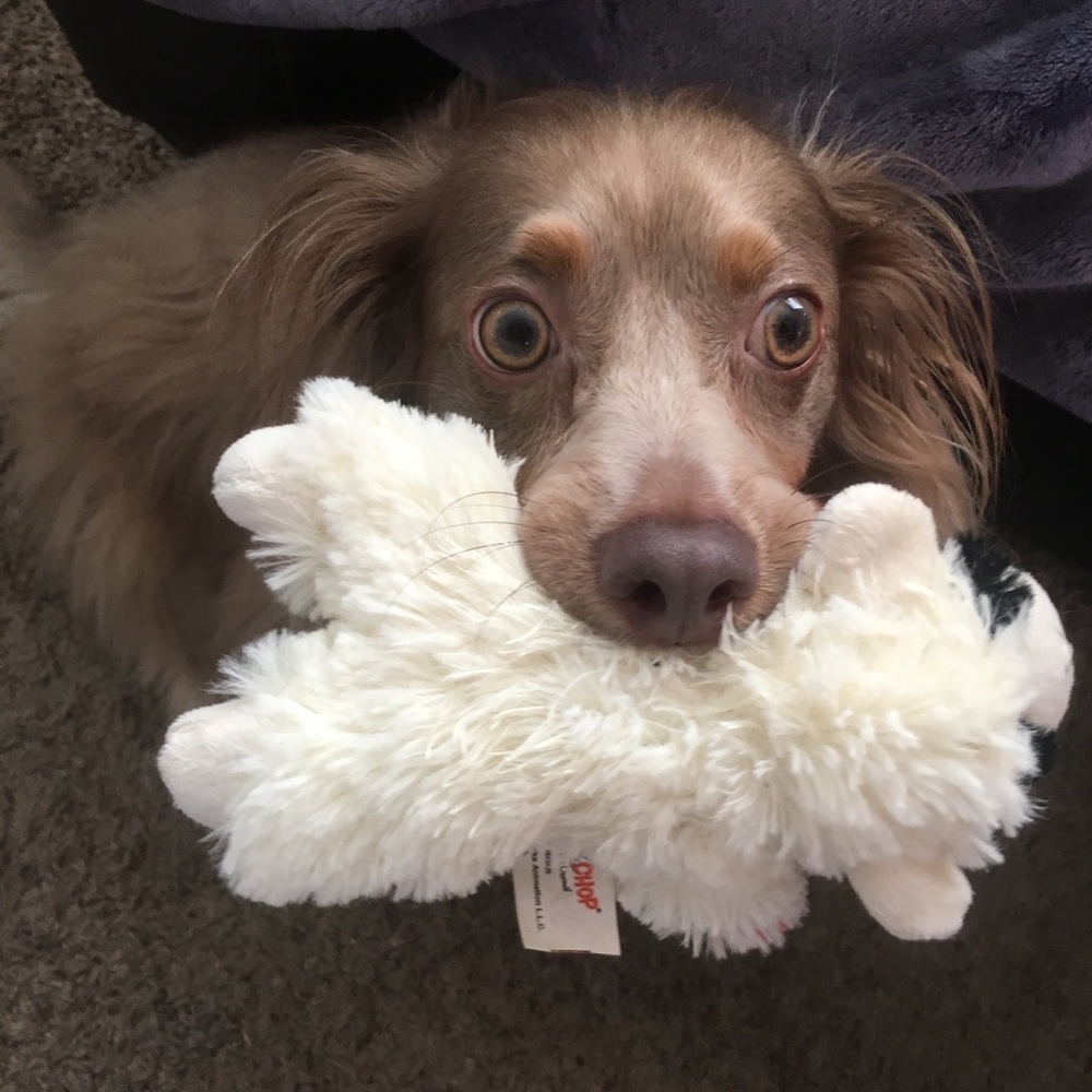 Meet your Posher, Jolene